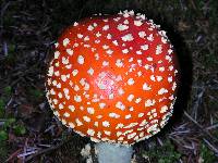 Amanita muscaria image