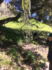 Ramalina menziesii image