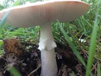 Amanita novinupta image