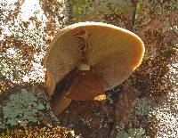 Agrocybe parasitica image