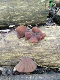 Auricularia auricula-judae image