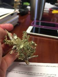 Usnea strigosa image