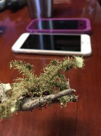 Usnea strigosa image