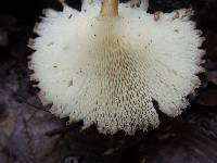 Polyporus arcularius image