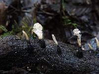 Xylaria cubensis image