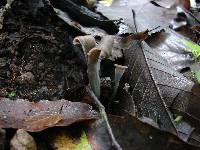 Craterellus cornucopioides image