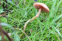 Agrocybe pediades image