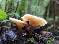 Polyporus arcularius image