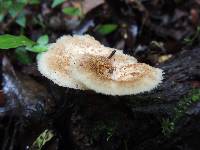 Polyporus arcularius image