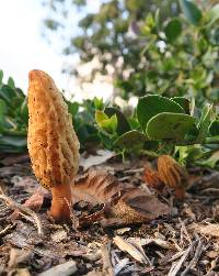 Morchella rufobrunnea image