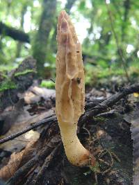 Morchella rufobrunnea image