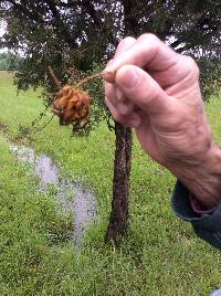 Gymnosporangium juniperi-virginianae image