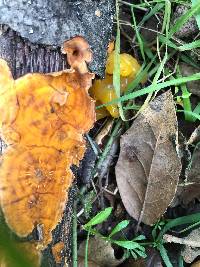 Tremella aurantia image