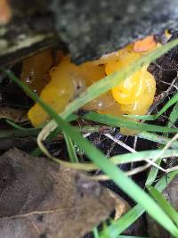 Tremella aurantia image