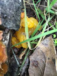 Tremella aurantia image