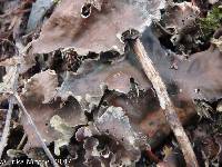 Peltigera canina image