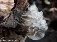 Peltigera canina image