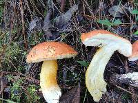 Tylopilus ballouii image