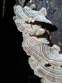Trametes versicolor image