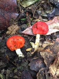 Leratiomyces erythrocephalus image