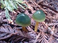 Hygrocybe psittacina var. psittacina image