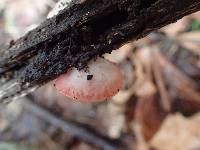 Sarcoscypha coccinea image