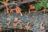 Favolaschia calocera image