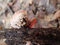 Sarcoscypha coccinea image