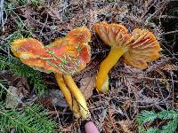 Hygrocybe punicea image