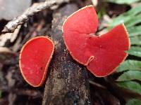 Sarcoscypha coccinea image