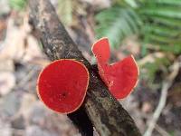 Sarcoscypha coccinea image