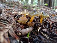 Hygrocybe psittacina var. psittacina image