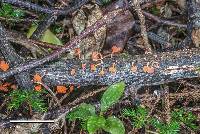 Favolaschia calocera image