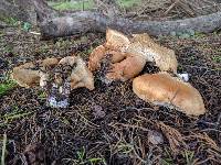 Leucopaxillus gentianeus image