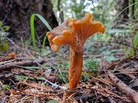 Craterellus tubaeformis image