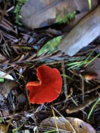 Sarcoscypha coccinea image