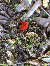 Sarcoscypha coccinea image