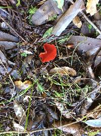 Sarcoscypha coccinea image