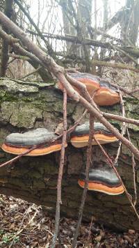 Fomitopsis pinicola image