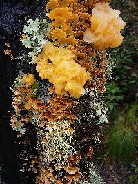 Tremella aurantia image