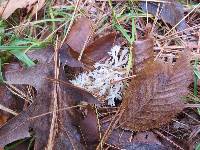 Clavulina coralloides image