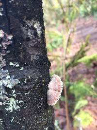 Schizophyllum commune image