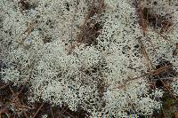 Cladonia portentosa image