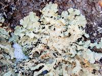 Flavoparmelia caperata image
