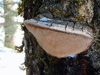 Phellinus tremulae image