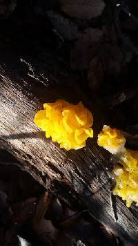 Tremella mesenterica image