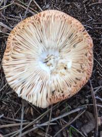 Amanita velosa image