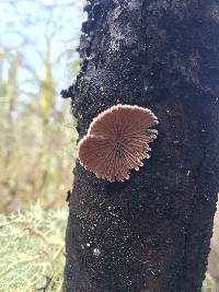 Schizophyllum commune image