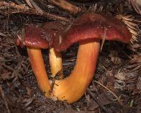 Hygrocybe punicea image