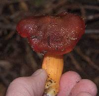 Hygrocybe punicea image